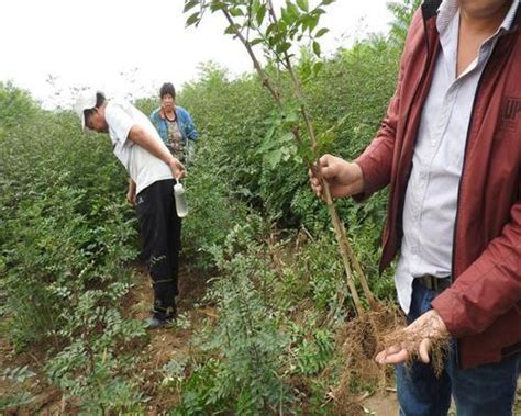 花椒树|花椒树怎么繁殖的？花椒树的栽培方法